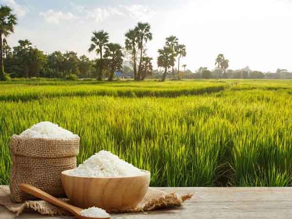 ngành lúa gạo không có sự biến động mạnh như các ngành công nghiệp khác